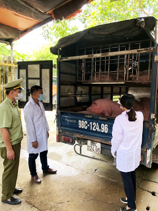 Lạng Sơn, tạm giữ gần 2 tấn lợn thịt chưa qua kiểm dịch