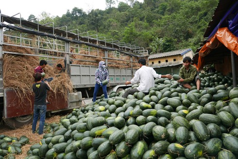 Trung Quốc không còn "dễ tính" với nông sản Việt