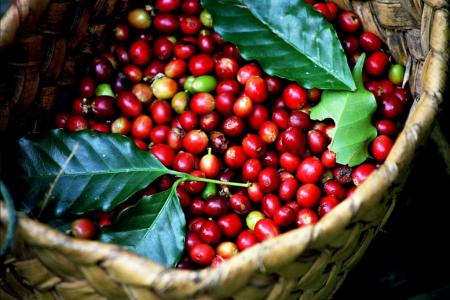 Giá cà phê hôm nay 18/9: Giảm 300 – 400 đồng/kg