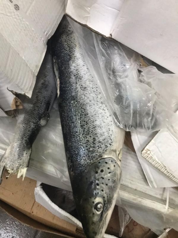 Đồng Nai: Chặn đứng 2,5 tấn cá hồi hết hạn sử dụng