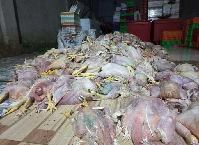 Đồng Nai phát hiện cơ sở thu mua gà chết 4.000đ/kg về làm sạch đem bán
