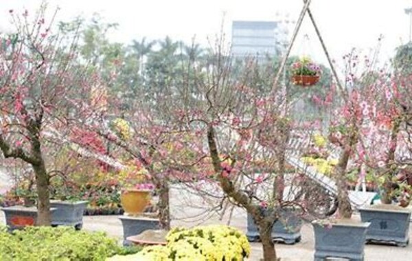 TP.Thanh Hóa: Bố trí 24 điểm bán hoa, cây cảnh dịp Tết
