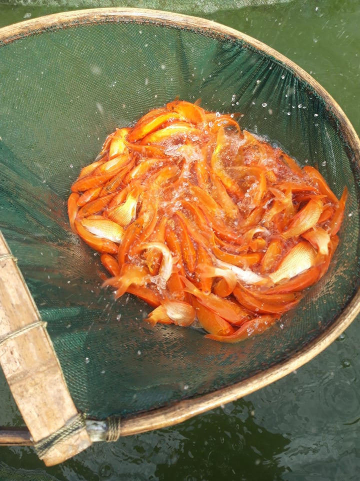 Thanh Hoá: Nhộn nhịp làng nuôi cá chép đỏ ngày cuối năm