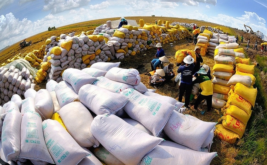 Quảng Trị xuất khẩu 15 tấn gạo hữu cơ đầu tiên sang thị trường châu Âu