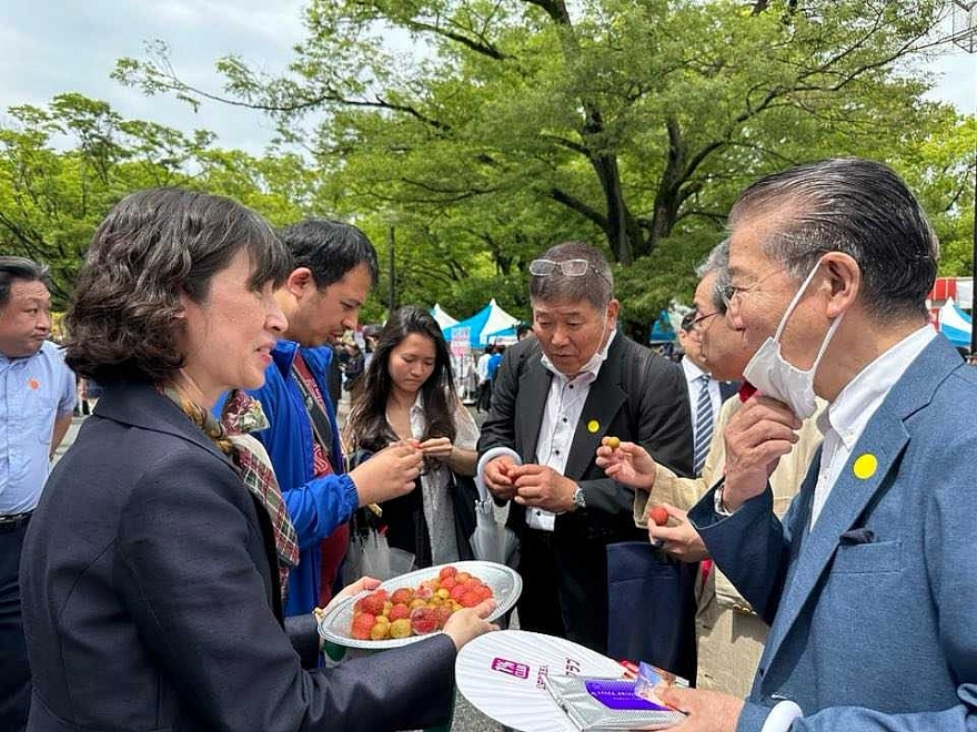 Người Nhật thích thú trải nghiệm, thưởng thức quả vải thiều Việt Nam